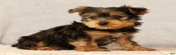 Yorkshire Terrier dogs for sale: Haven - Ad 7