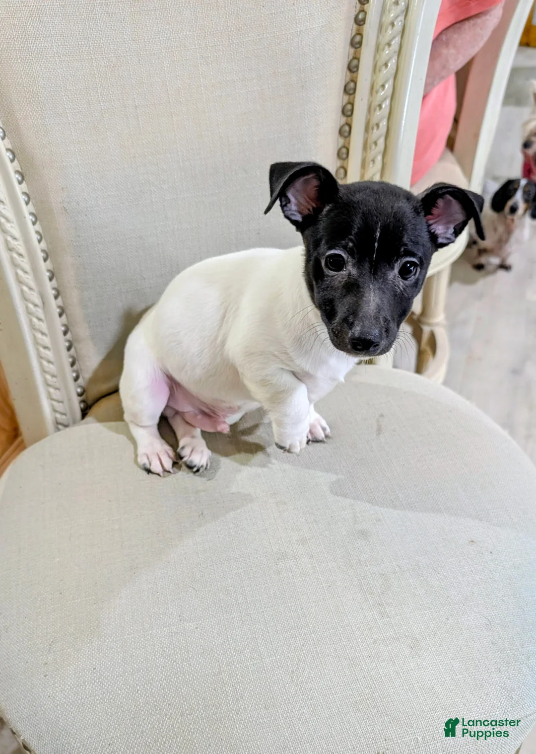 Teddy Roosevelt Terrier dogs for sale: LES - Ad 2