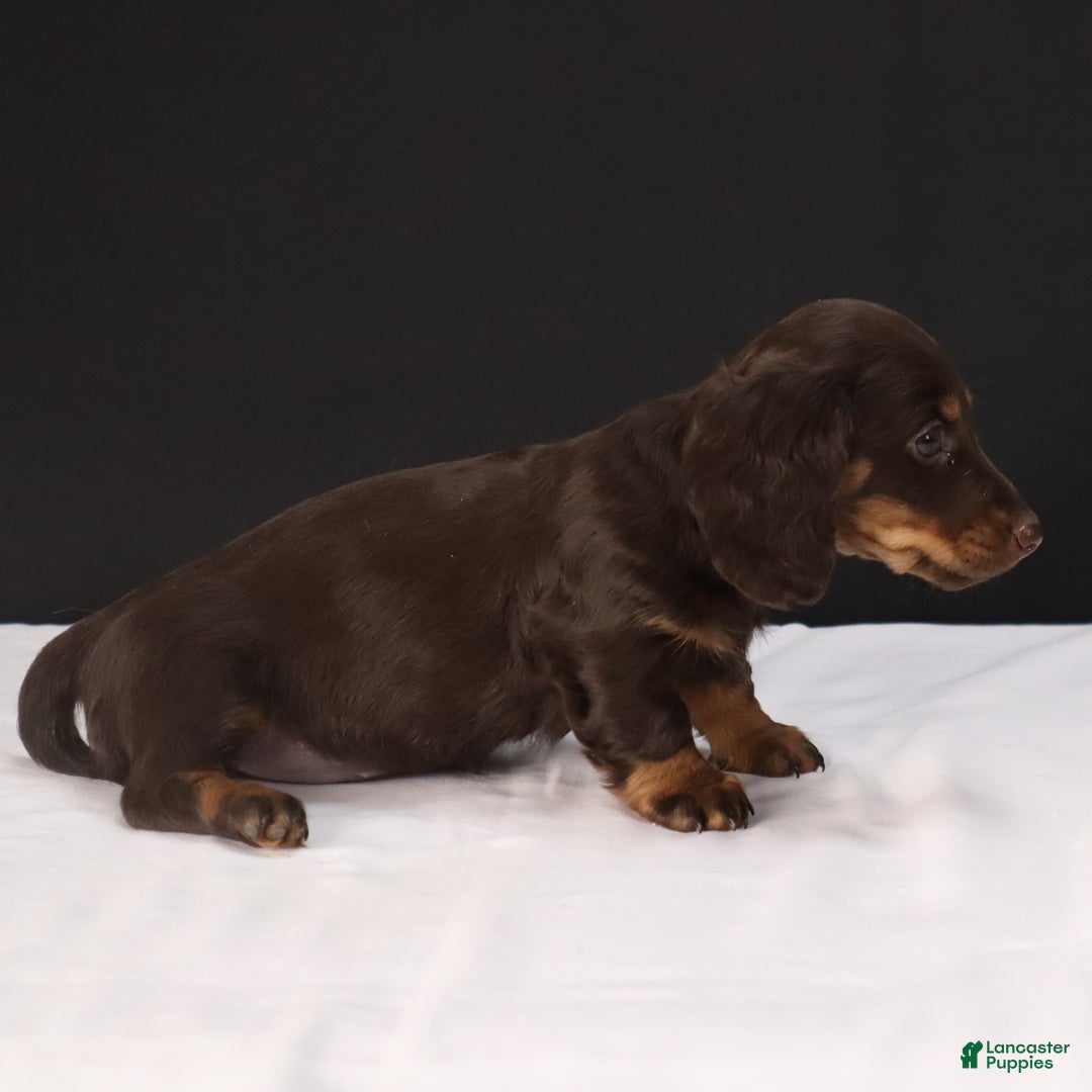 Dachshund dogs for sale: Cocoa - Ad 6
