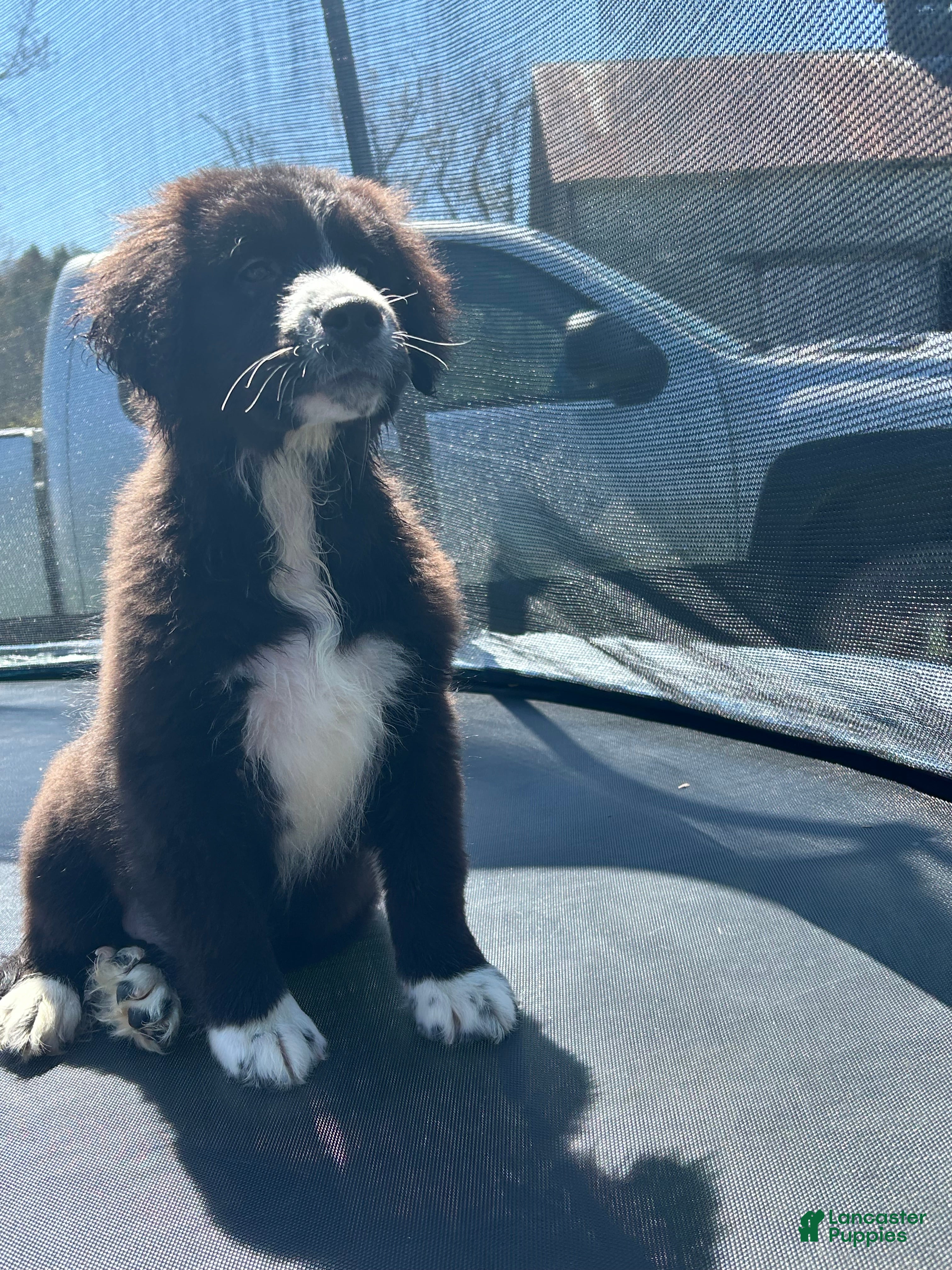 Mixed Breed dogs Onyx - Ad 13