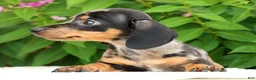 Miniature Dachshund dogs for sale: Jewel - Ad 5