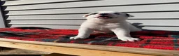 Mixed Breed dogs for sale: Minnie - Ad 3