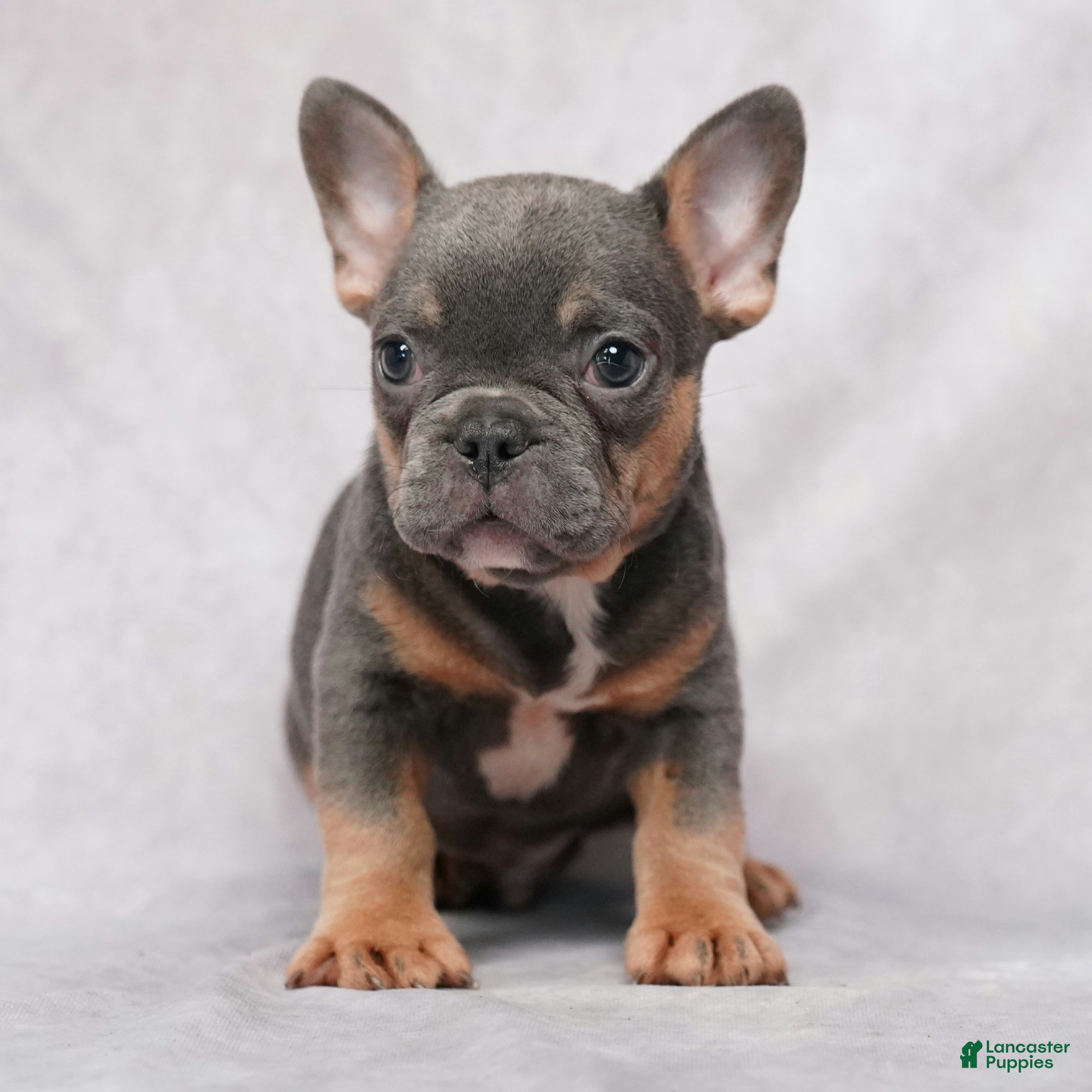 French Bulldog dogs Skylar - Ad 1