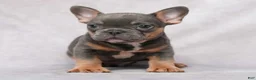 French Bulldog dogs for sale: Skylar - Ad 1