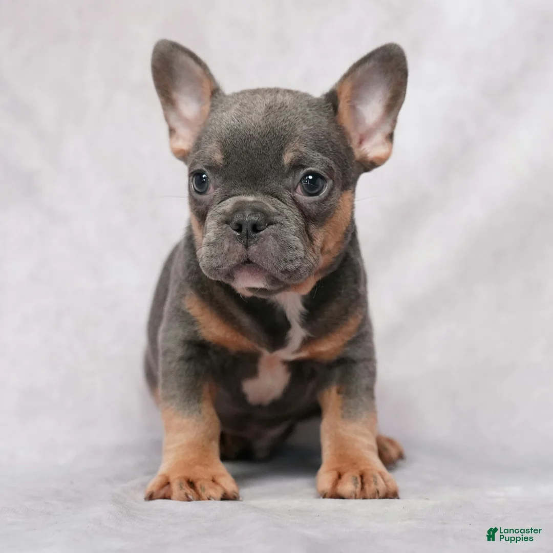 French Bulldog dogs for sale: Skylar - Ad 1