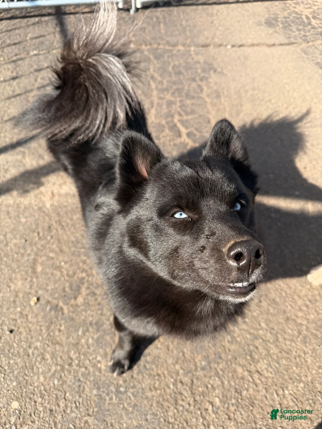 Pomsky dogs for sale: Thumper - Ad 1