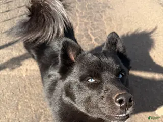 Pomsky dogs Thumper - Ad 31