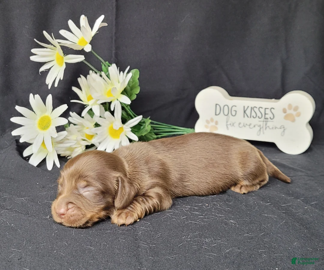 Miniature Dachshund dogs for sale: Holly AKC Registered  - Ad 5