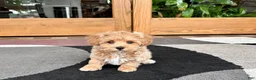 Havapoo dogs for sale: Havapoo Puppy 3 - Ad 8