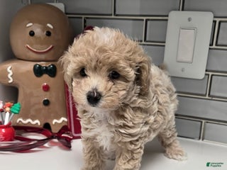Maltipoo dogs - Ad 2