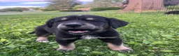 Goberian dogs for sale: Astronaut  - Ad 1