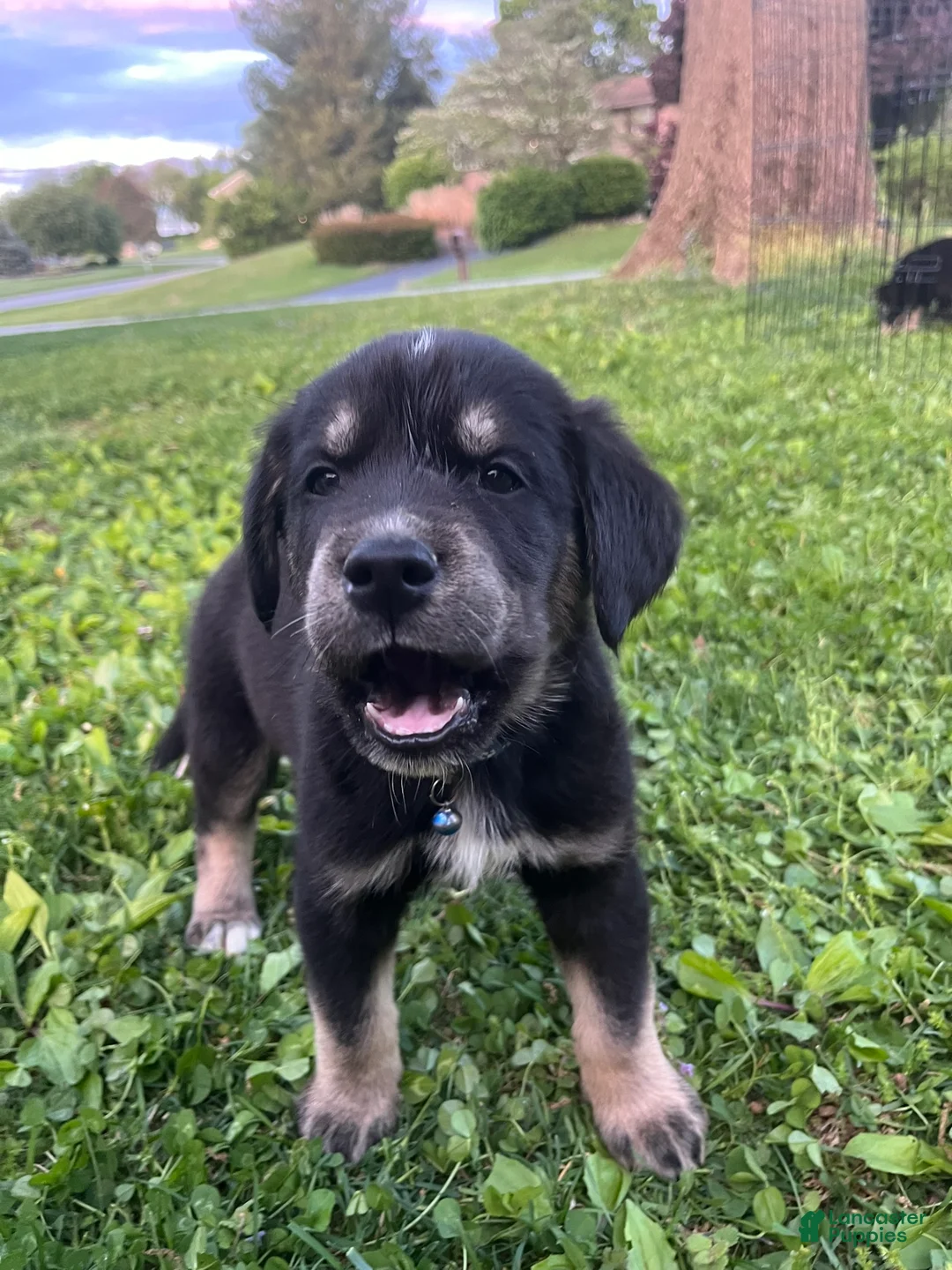 Goberian dogs for sale: Astronaut  - Ad 1