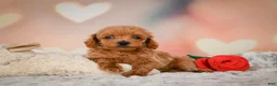 Toy Poodle dogs for sale: Joey - Ad 5
