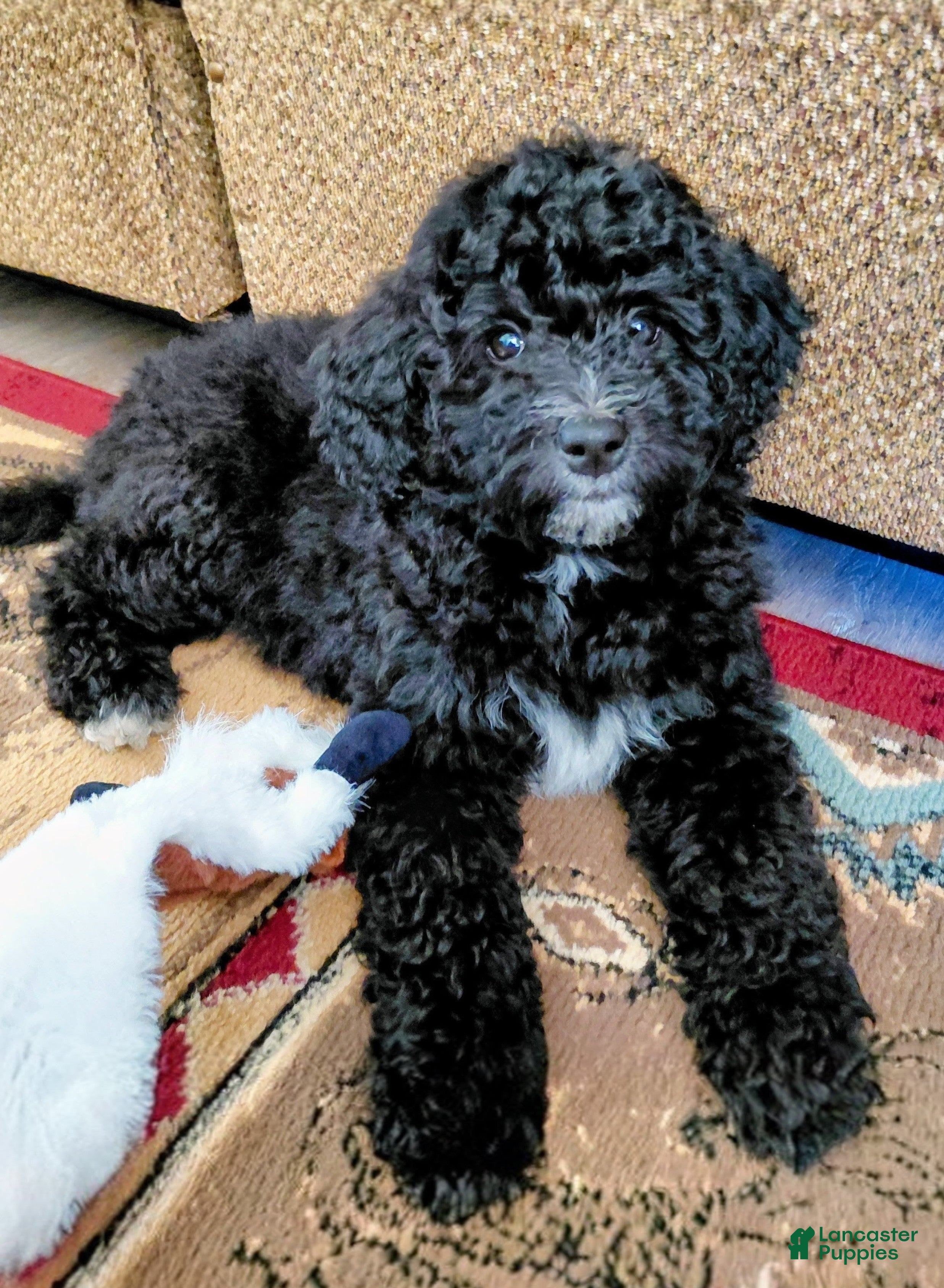 Mini Goldendoodle dogs for sale: Mini Goldendoodle Puppy CHELSEA - Ad 1