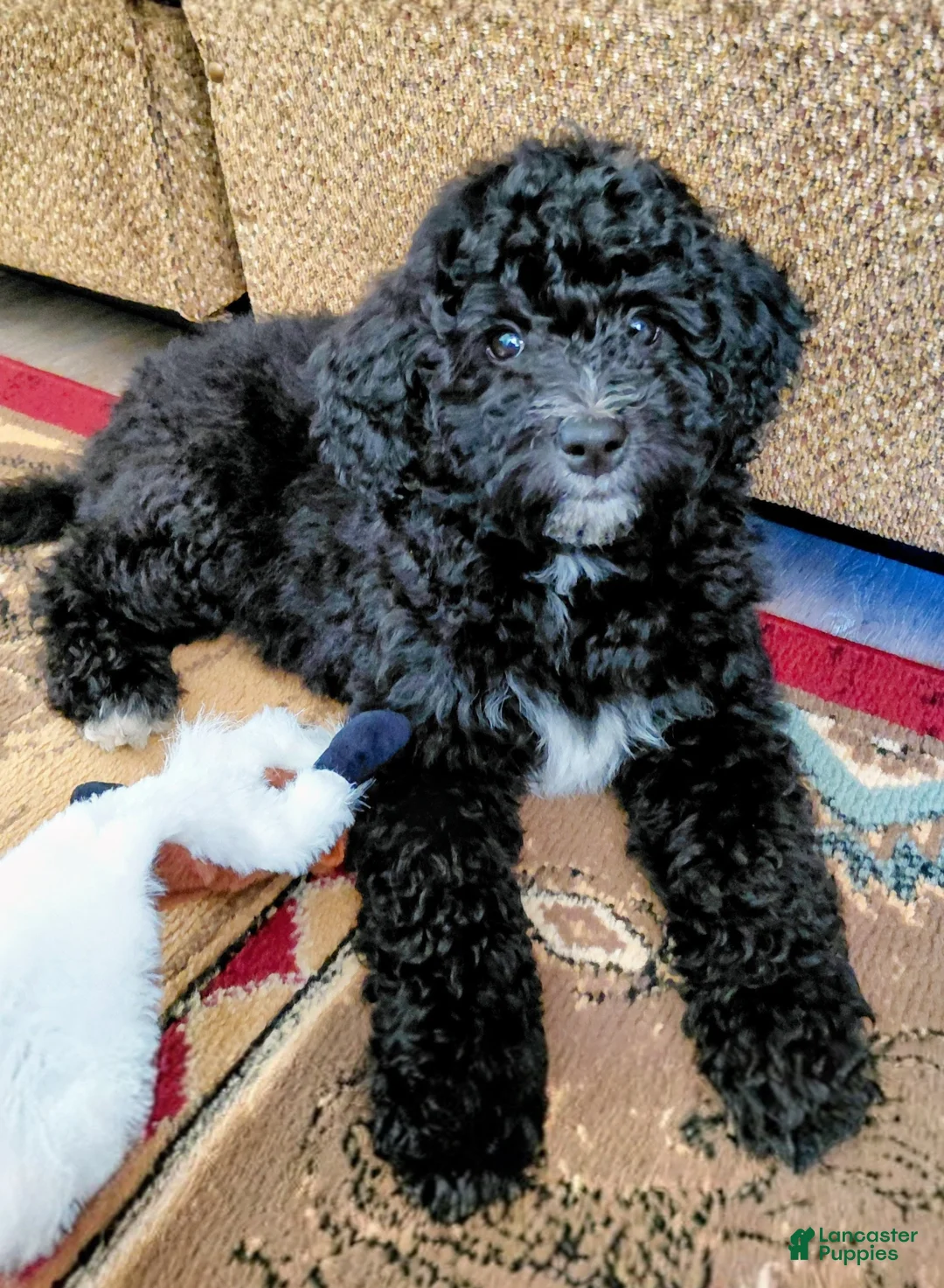 Mini Goldendoodle dogs for sale: Mini Goldendoodle Puppy CHELSEA - Ad 1