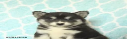 Pomsky dogs for sale: Havana - Ad 4