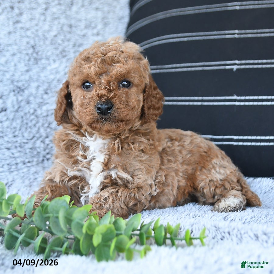 Toy Poodle dogs Timmy - Ad 2
