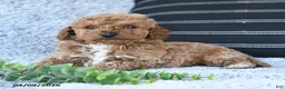 Toy Poodle dogs for sale: Timmy - Ad 2