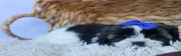 Shih Tzu dogs for sale: SAMSON - Ad 5