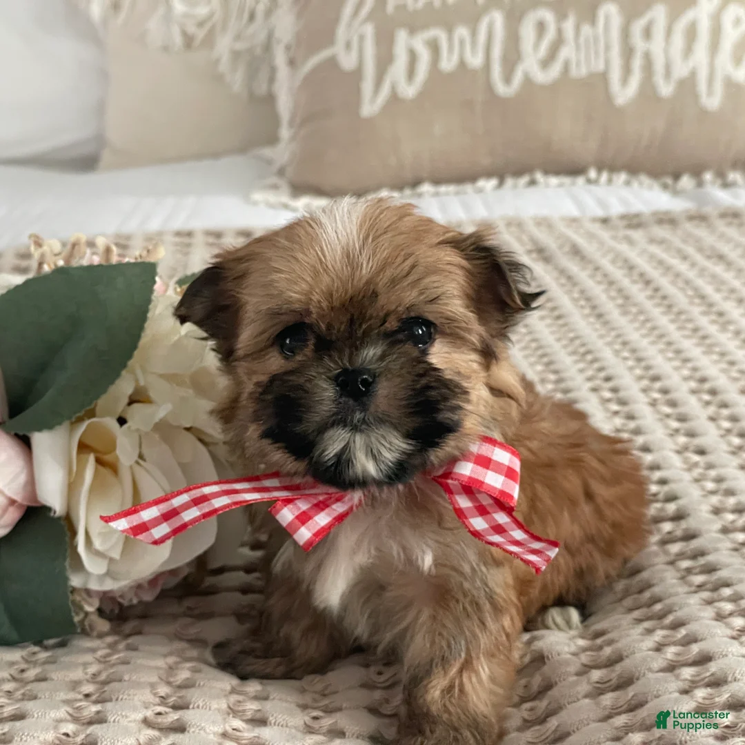Morkie dogs for sale: Teacup Nugget - Ad 7