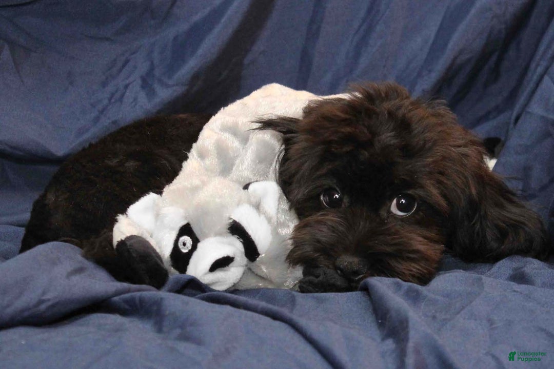 Shihpoo dogs for sale: Antonio - Ad 5