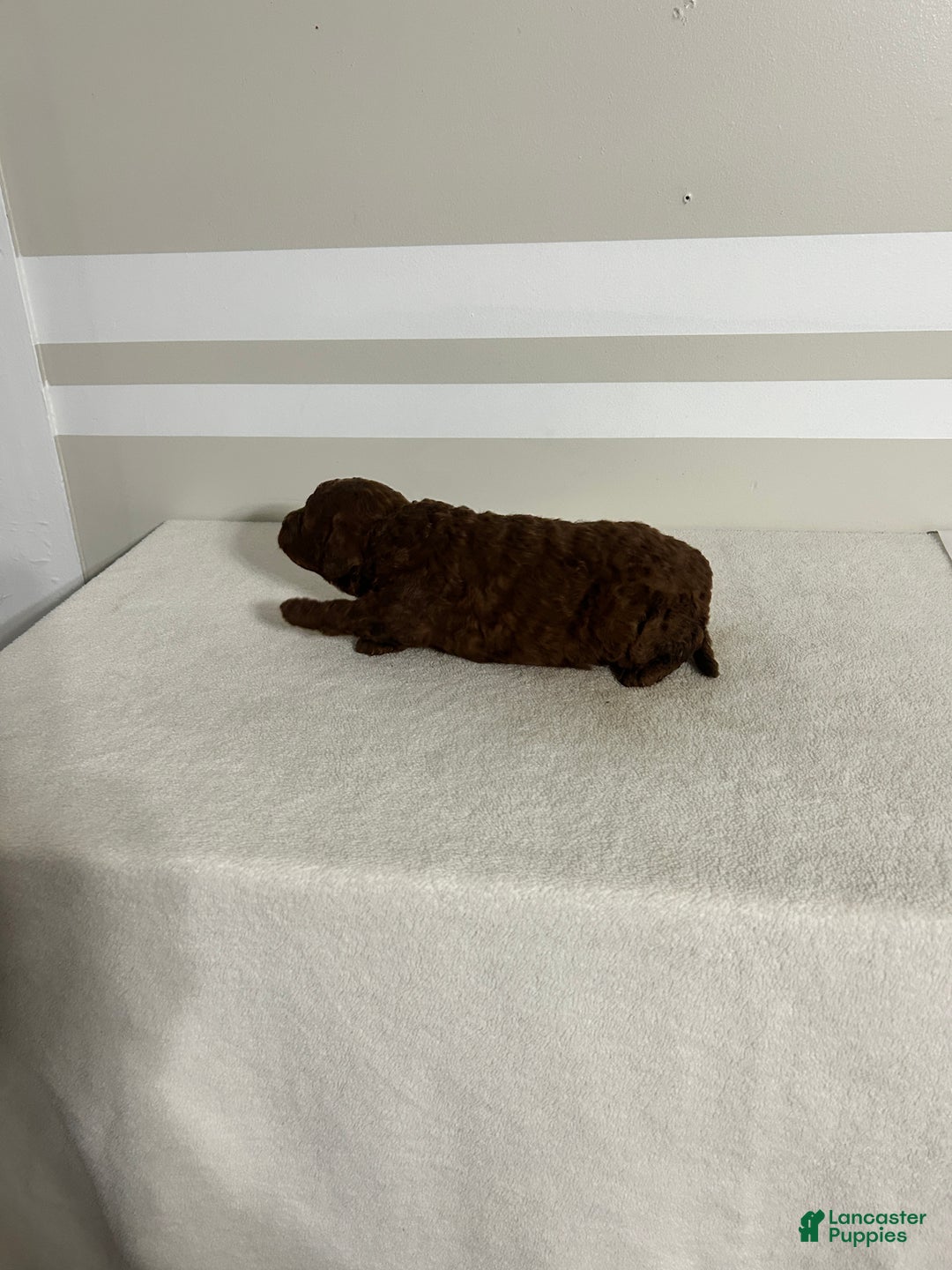 Mini Goldendoodle dogs for sale: Colton - Ad 6