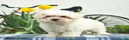 Maltese dogs for sale: Skippy - Ad 3