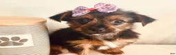 Yorkshire Terrier dogs for sale: Teacup candy - Ad 10