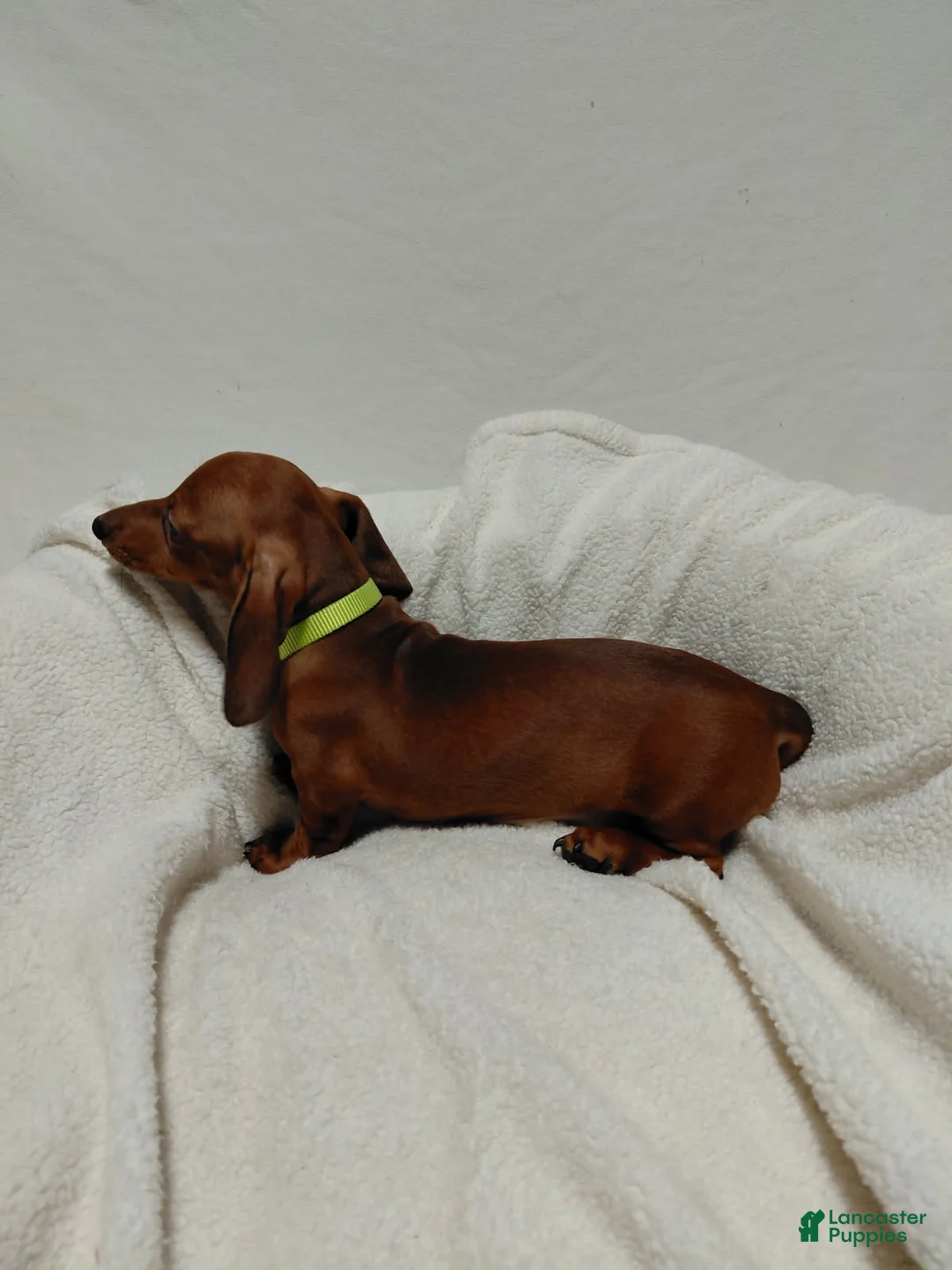 Miniature Dachshund dogs for sale: Girl 2 - Ad 2