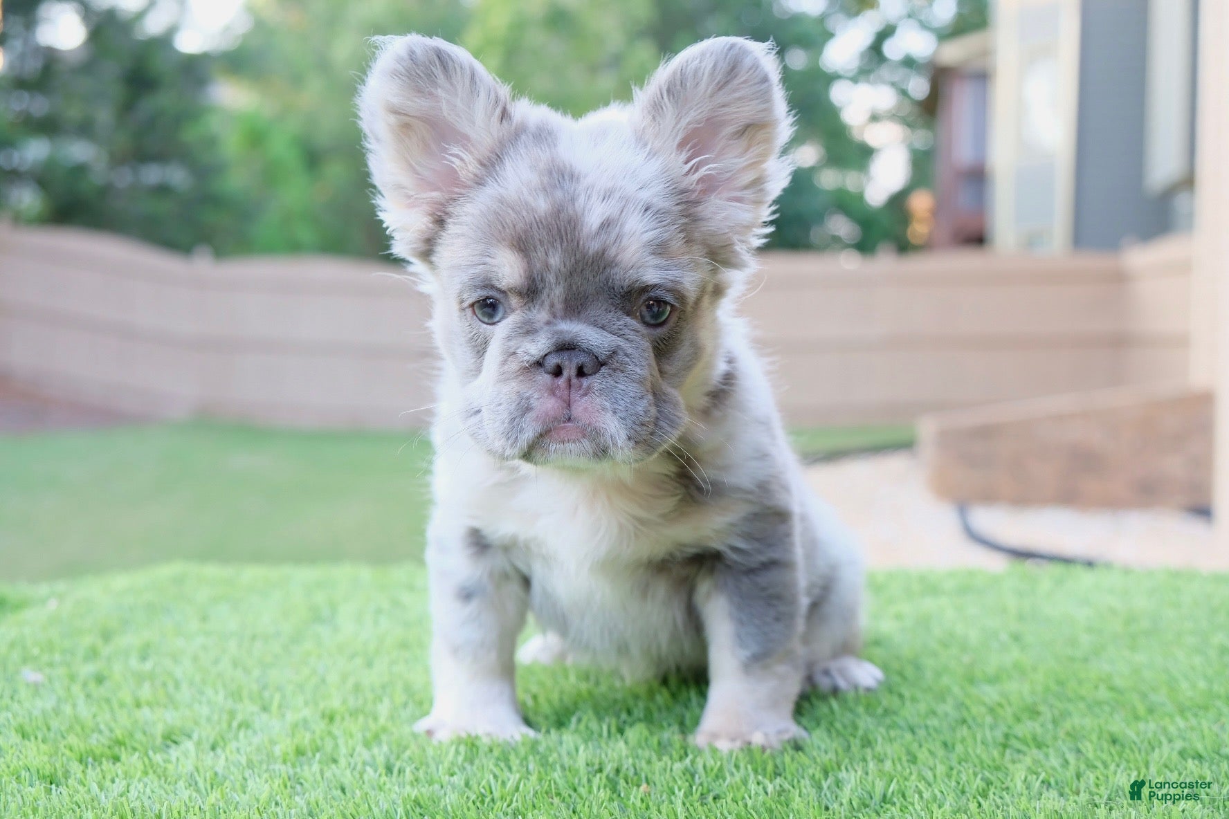 French Bulldog dogs Princess  - Ad 1