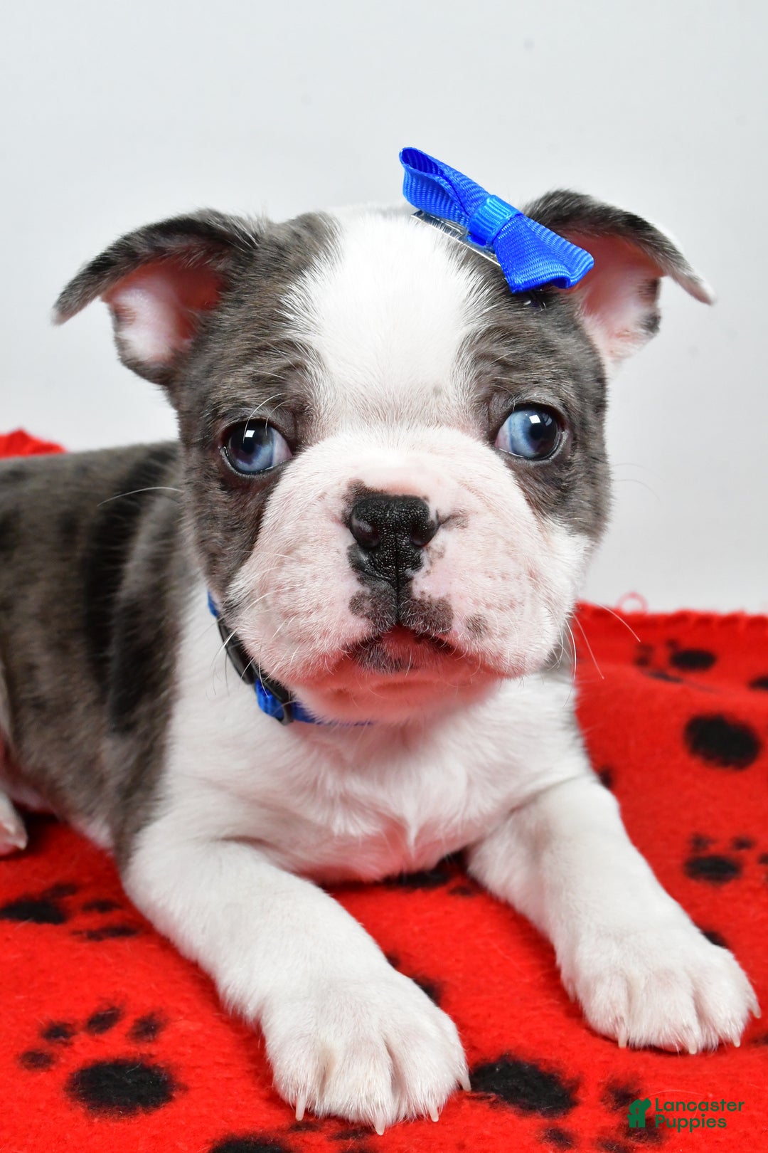 Mixed Breed dogs for sale: Scout - Ad 4