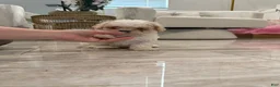 Maltipoo dogs for sale: Maltipoo Puppy 3 - Ad 5