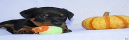 Rottweiler dogs for sale: Thunder  - Ad 4