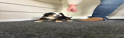 Bernese Mountain Dog dogs for sale: Bolt - Ad 2