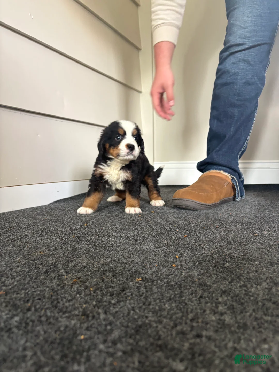 Bernese Mountain Dog dogs for sale: Bolt - Ad 2