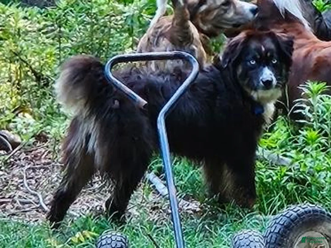 Australian Shepherd dogs for sale: Australian Shepherd 5 - Ad 2