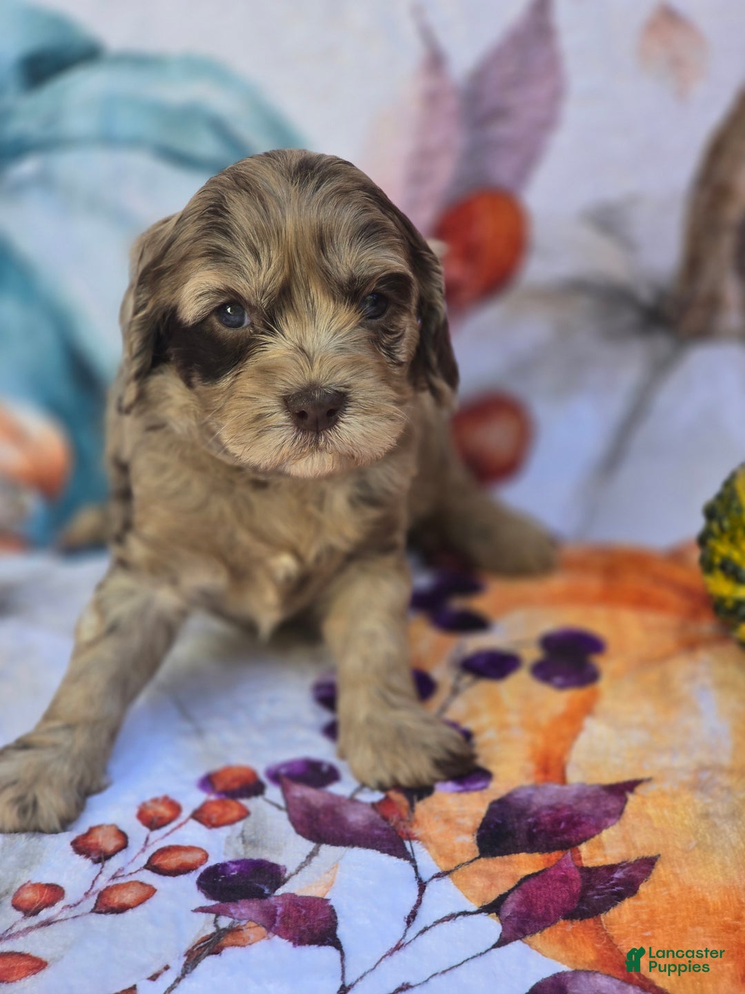 Mixed Breed dogs for sale: Prudence - Ad 8