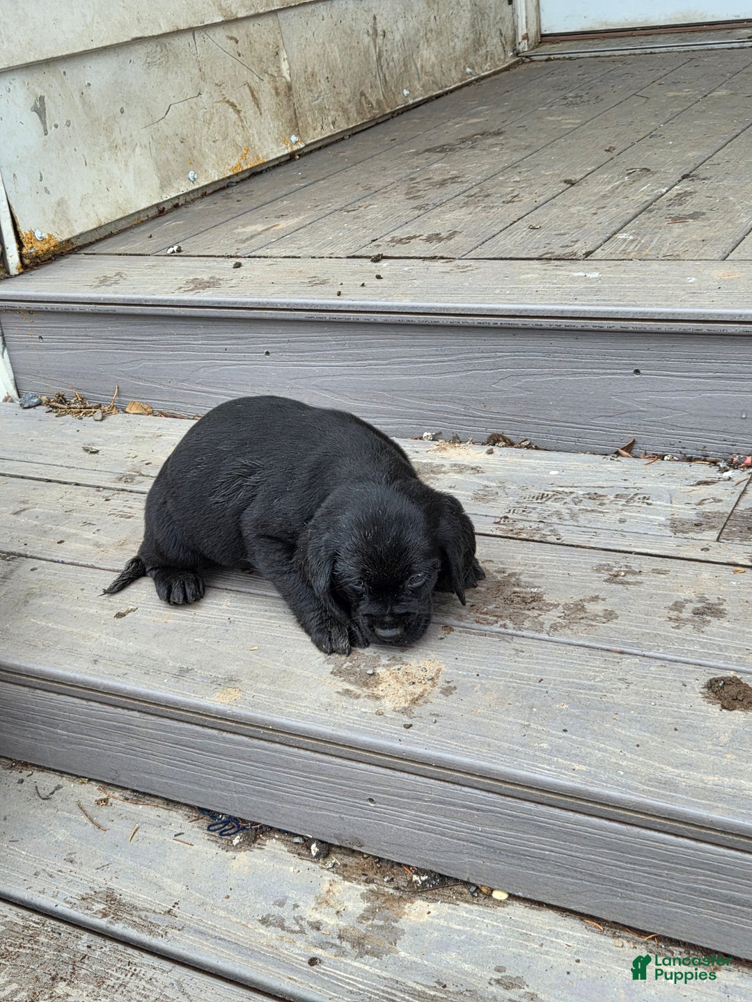 Mixed Breed dogs for sale: Labrador/Cocker Spaniel  - Ad 2