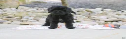 Cavapoo dogs for sale: Sophie - Ad 7