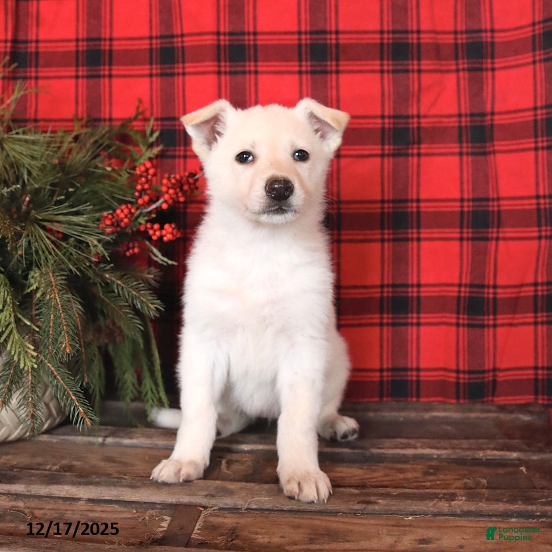 German Shepherd dogs for sale: Noelle - Ad 3