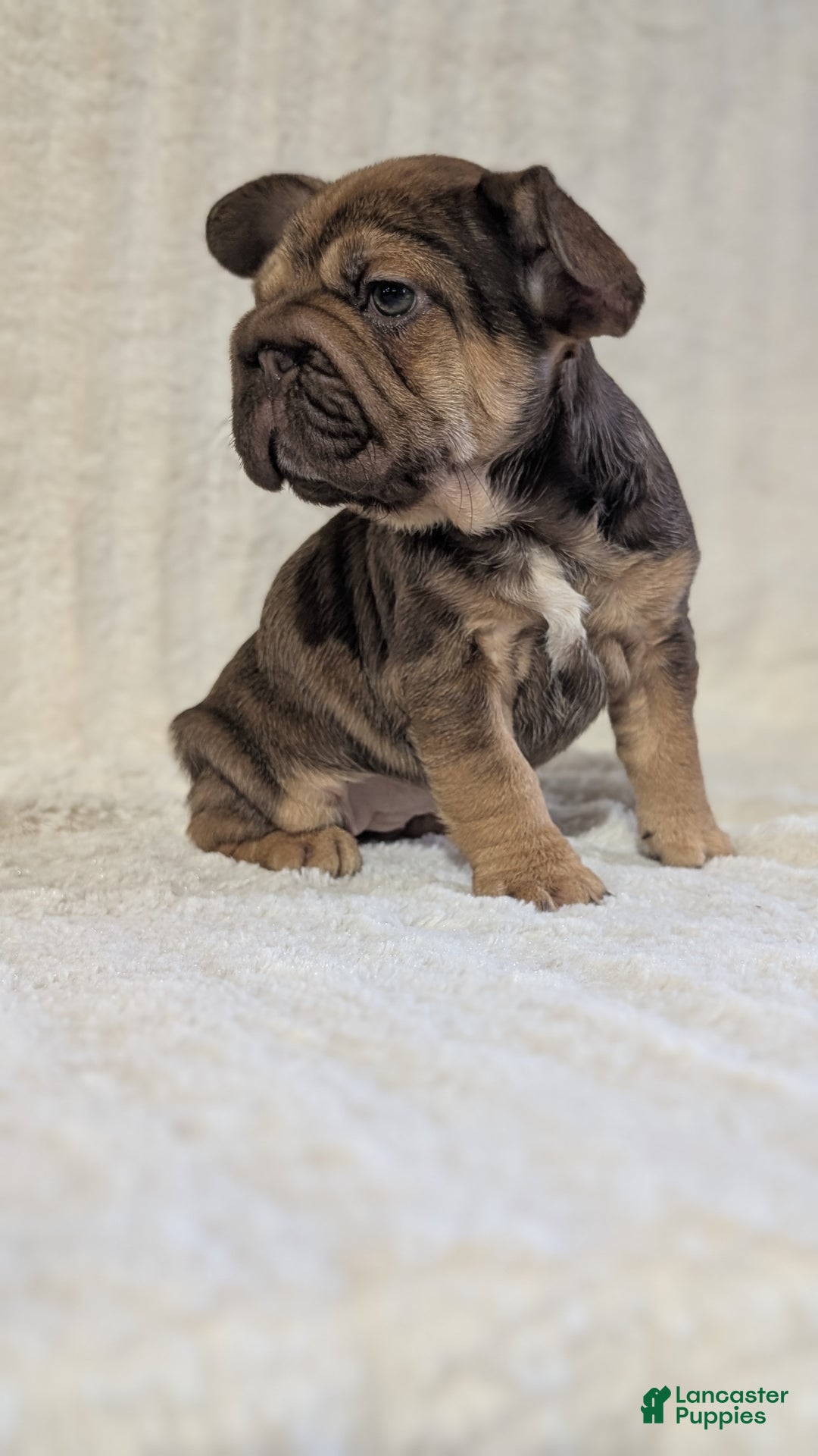 French Bulldog dogs for sale: Tessa - Ad 4