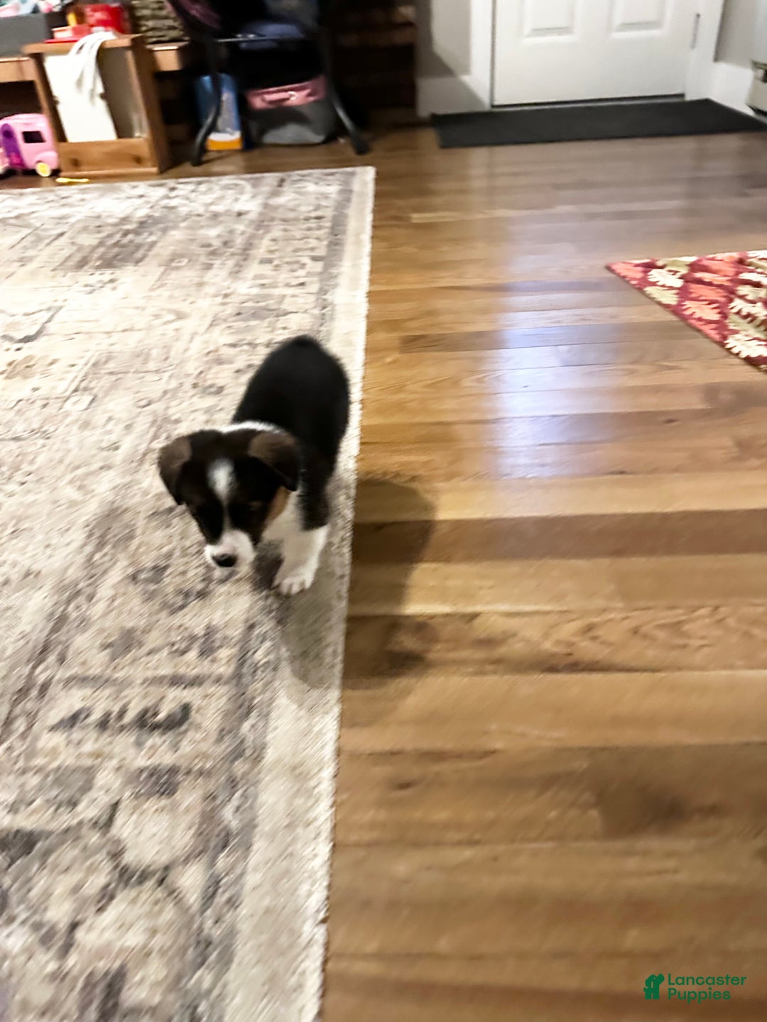 Welsh Corgi Pembroke dogs for sale: Welsh Corgi Pembroke Puppy 3 - Ad 4