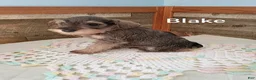 Miniature Schnauzer dogs for sale: Blake - Ad 3