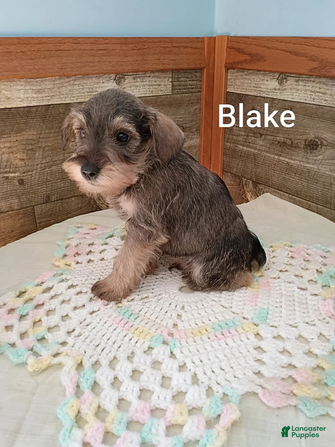 Miniature Schnauzer dogs for sale: Blake - Ad 3