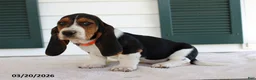 Basset Hound dogs for sale: Storm - Ad 3