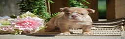 English Bulldog dogs for sale: Molly - Ad 4