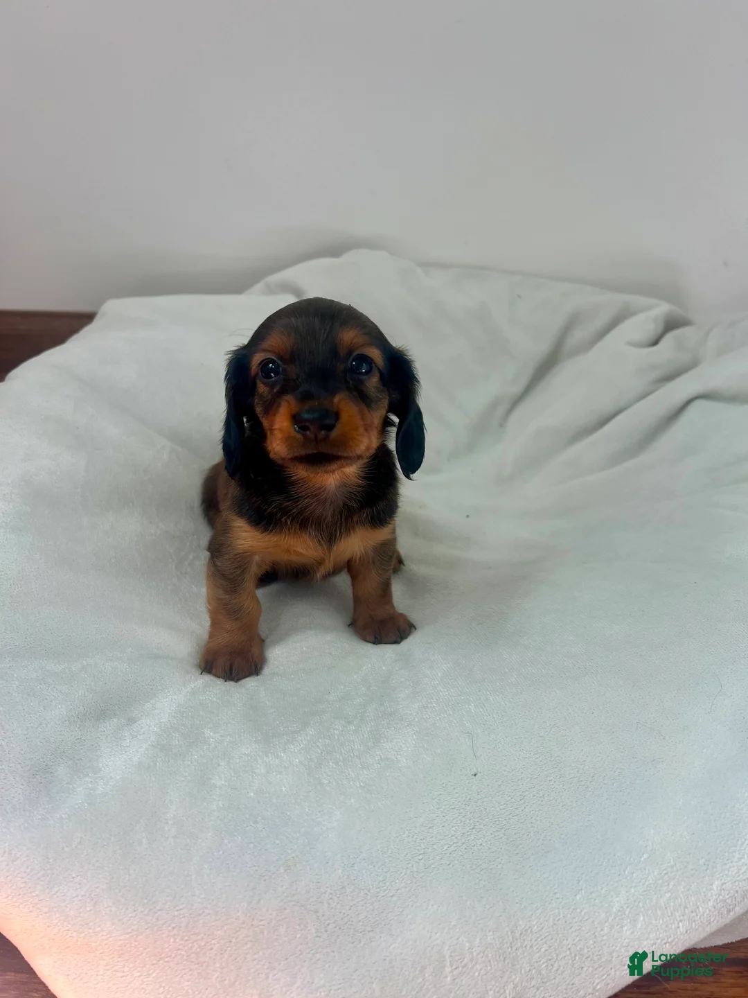 Miniature Dachshund dogs for sale: Ranger - Ad 3