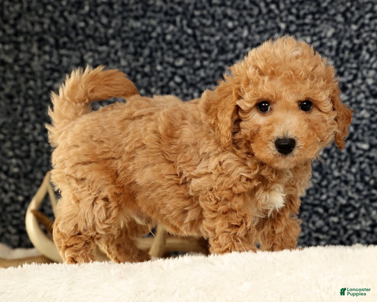 Bichpoo dogs Chief - Ad 22