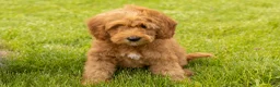 Mini Goldendoodle dogs for sale: Benny - Ad 2