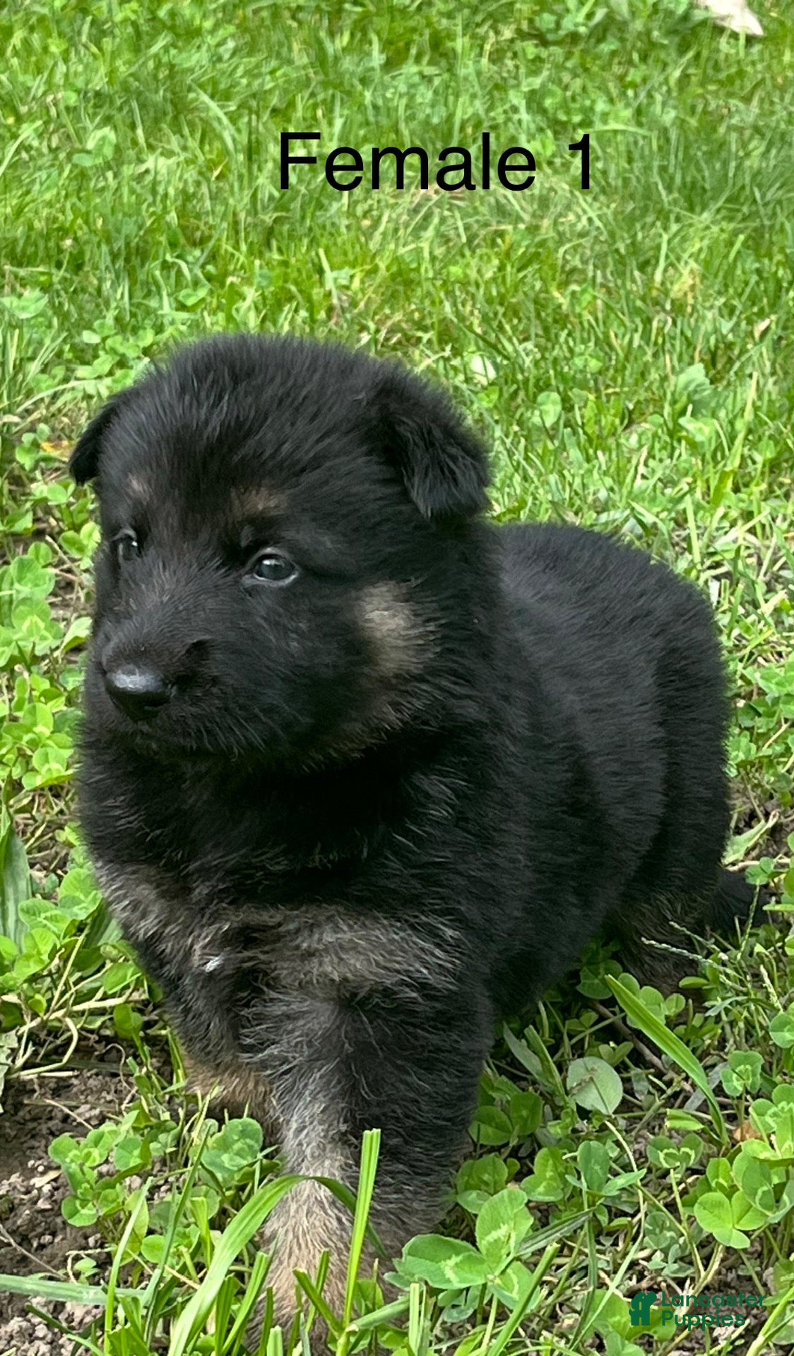German Shepherd dogs German Shepherd 7 - Ad 2